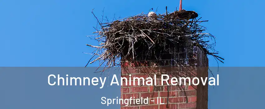 Chimney Animal Removal Springfield - IL
