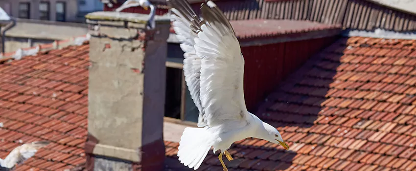 Residential Chimney Animal Removal Solution in Springfield, IL