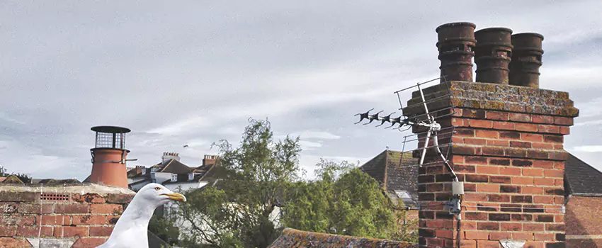 Chimney Cleaning And Restoration in Springfield, Illinois
